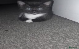 Domestic Shorthair cats for sale: 2 kittens ready to go  - Image 2