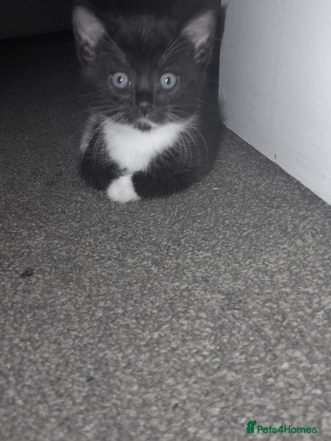 Domestic Shorthair cats for sale: 2 kittens ready to go  - Image 2