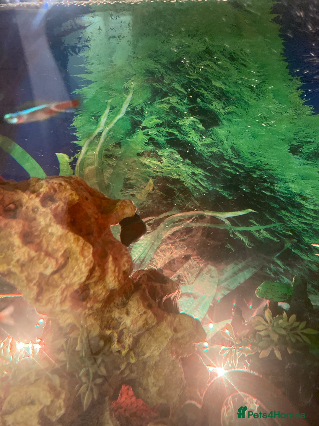 Snails invertebrates for sale: 4 nerite snails  - Image 1