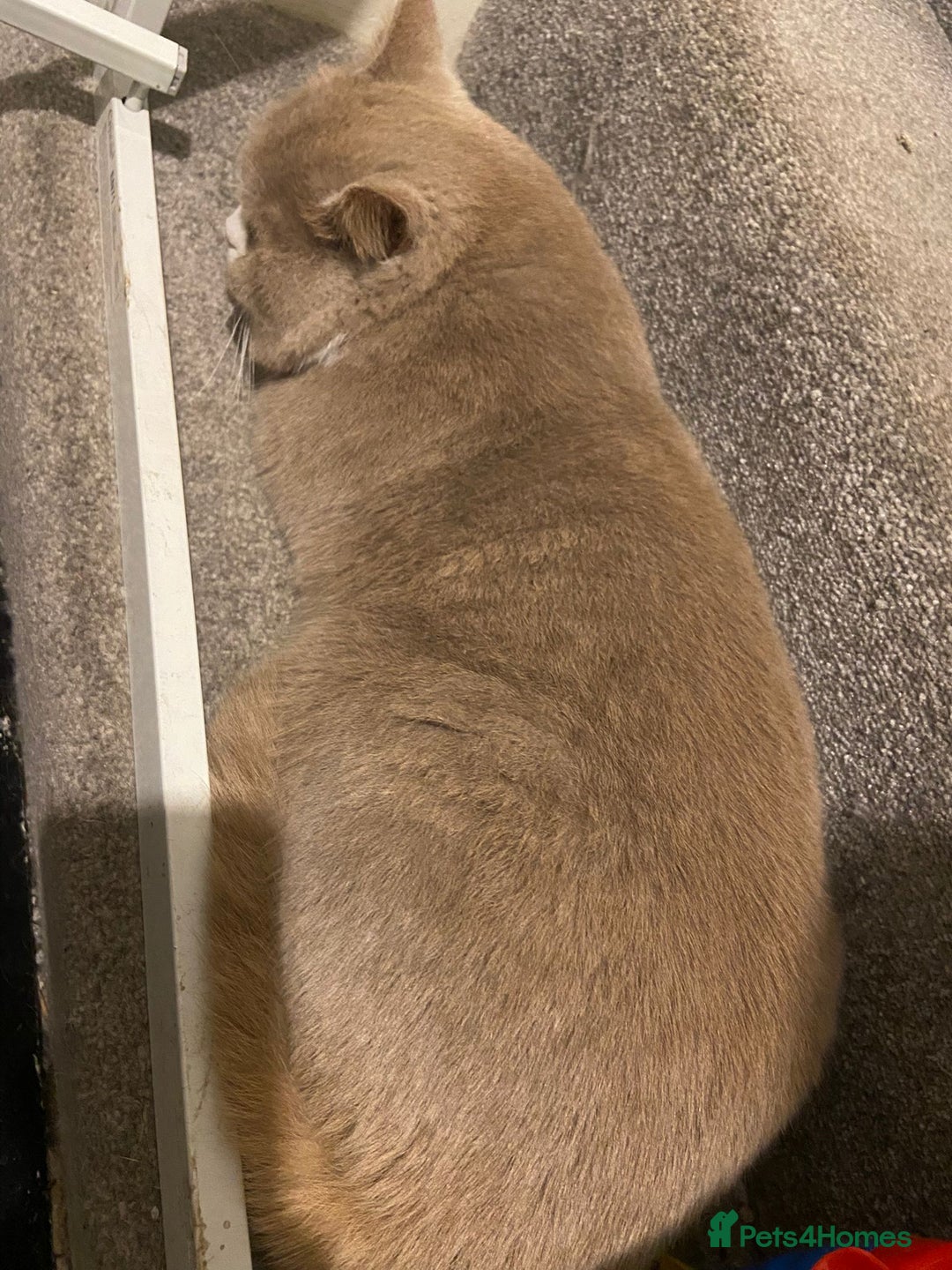 British Shorthair cats for sale: Chunky male BSH - Advert 10