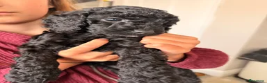 Cockapoo Puppy 4
