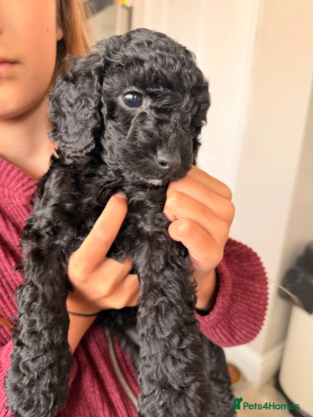 Cockapoo dogs for sale: Toy cockapoos  - Advert 1