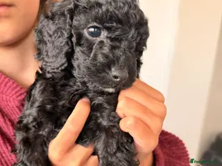 Cockapoo dogs Toy cockapoos - Advert 17