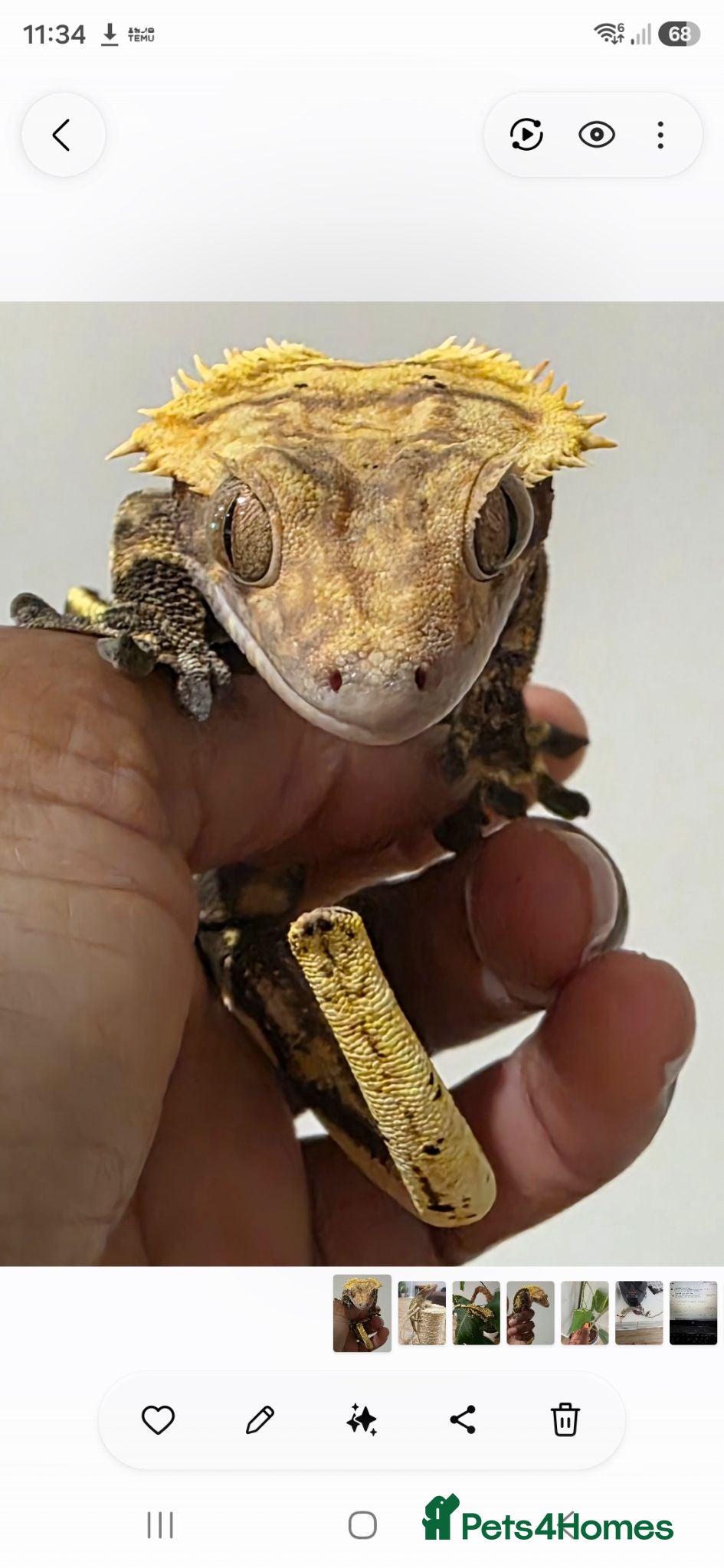 Gecko reptiles Harlequin Crested Gecko - Very Tame - Advert 2