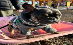 French Bulldog dogs for sale: French Bulldog looking for a forever home. - Image 7