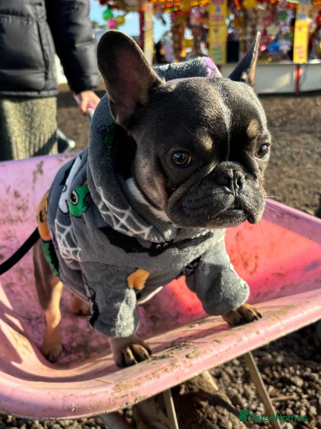 French Bulldog dogs for sale: French Bulldog looking for a forever home. - Image 7