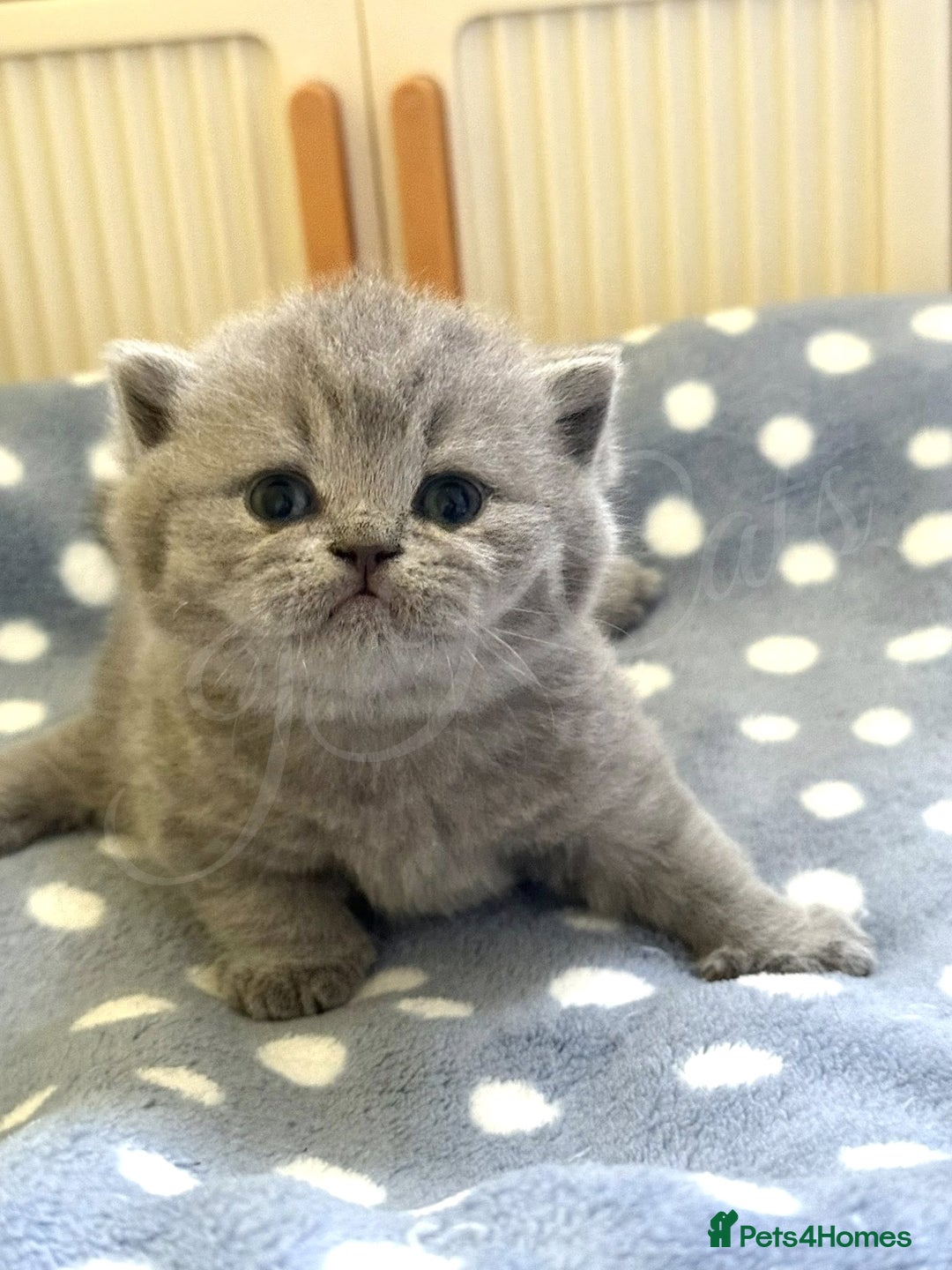 British Shorthair cats for sale: GCCF Registered -Show Quality BSH - Advert 7