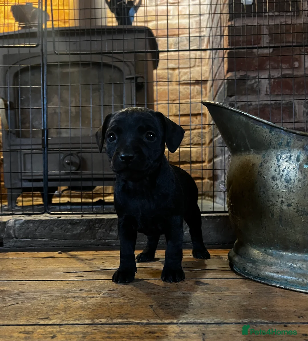 Patterdale Terrier dogs for sale: Beautiful Patterdale pups  - Advert 4