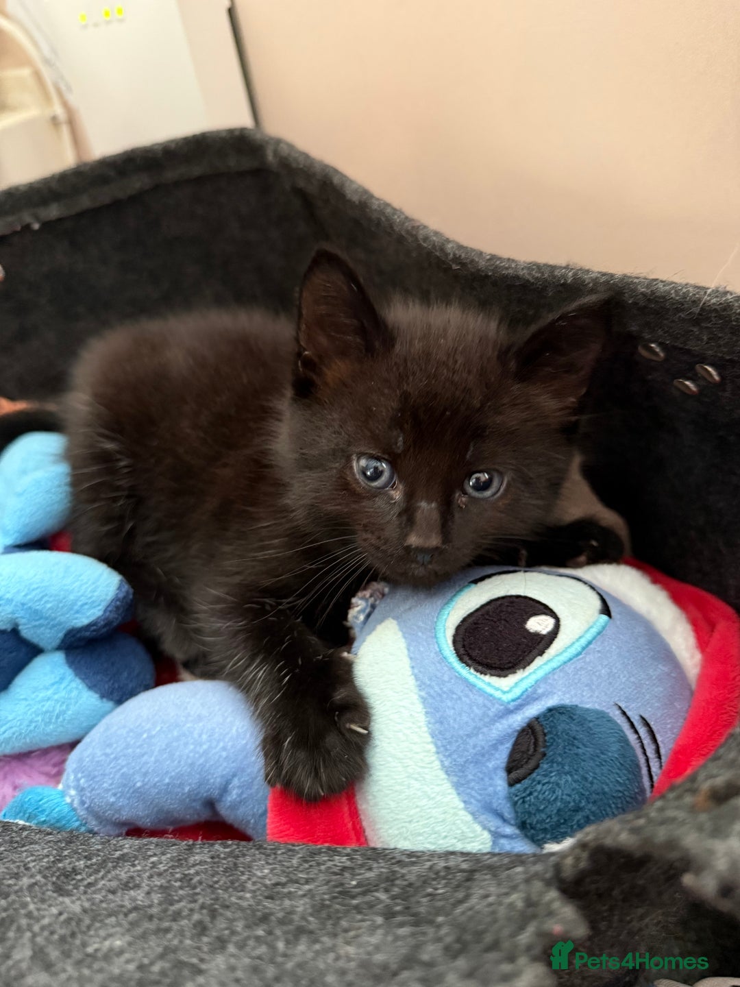Siamese cats for sale: 4 boy kittens available  - Image 2