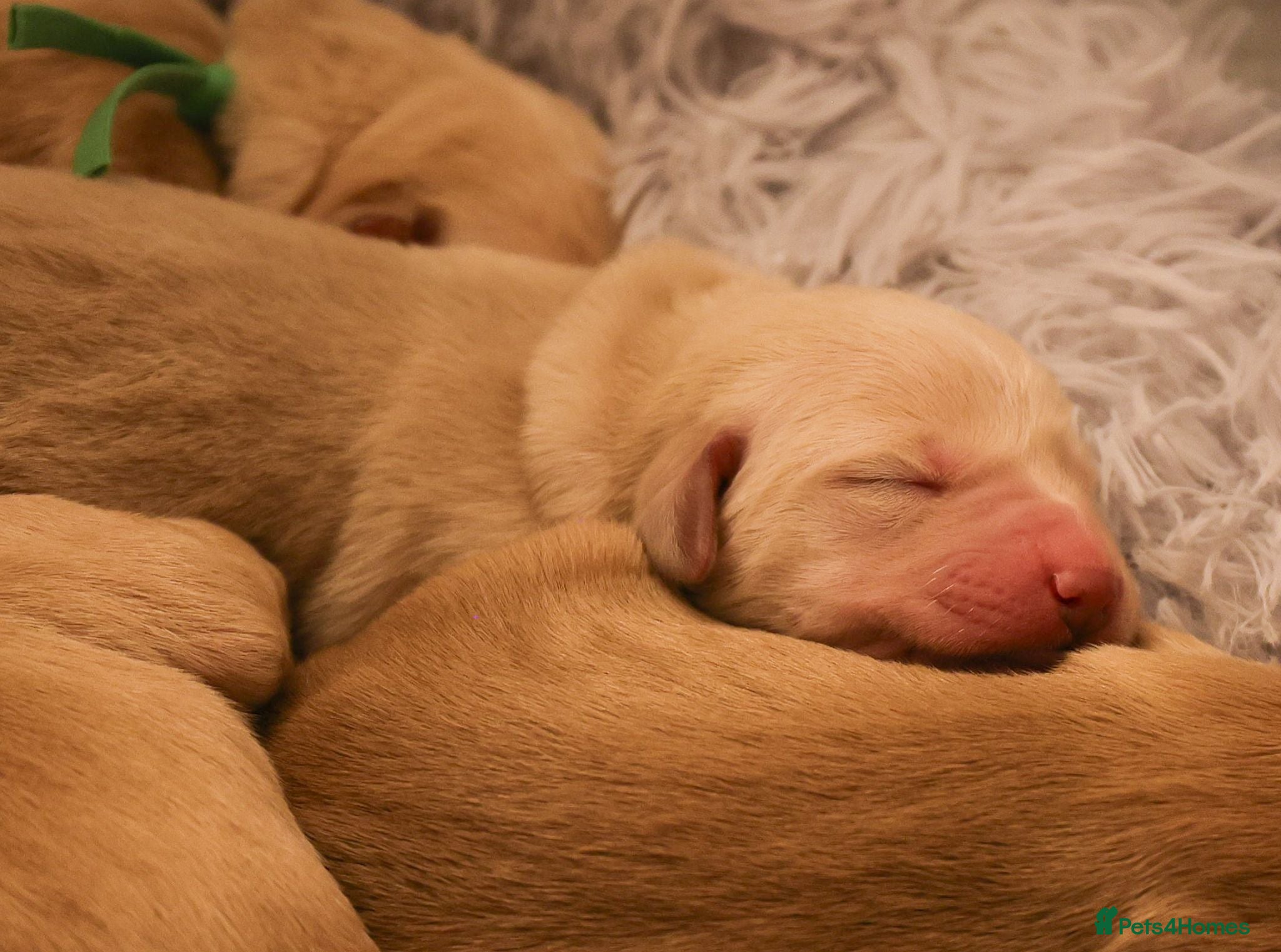 Golden Retriever dogs Golden Retriever / Goldardor Puppies - Advert 11