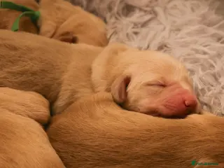 Golden Retriever dogs Golden Retriever / Goldardor Puppies - Advert 11