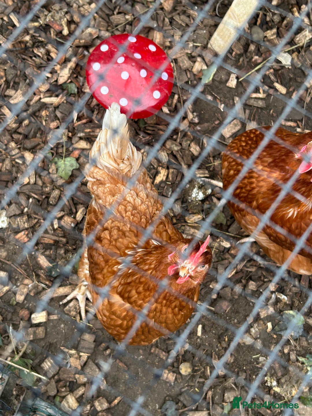 Chickens poultry for sale: 4 female hybrid chickens for sale  - Advert 4