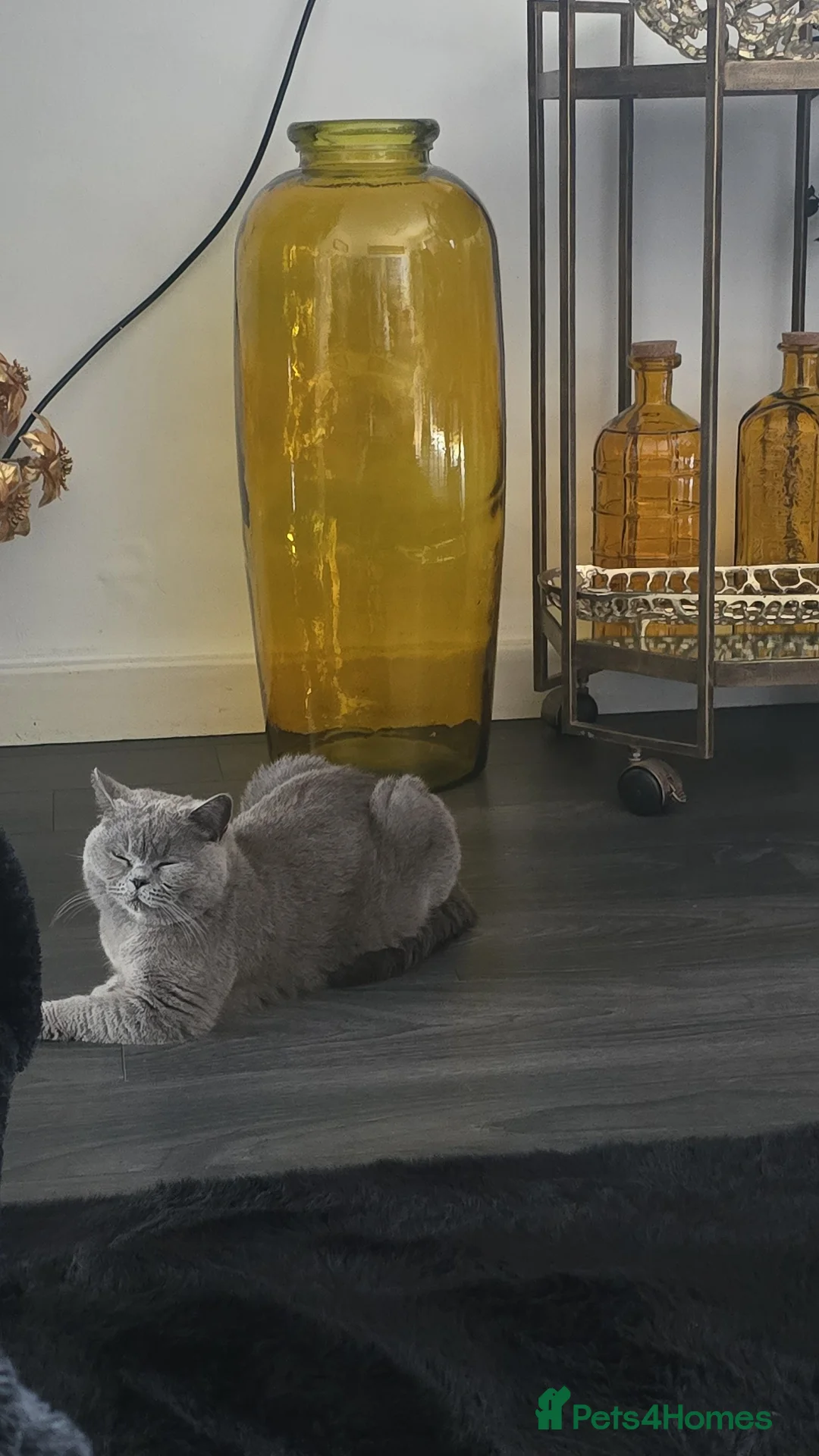 British Shorthair cats for sale: British blue short hair female  - Advert 2