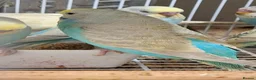 Budgerigars birds for sale: Budgies for sale Birmingham  - Advert 5