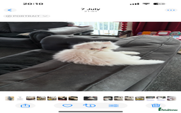 Persian cats for sale: 2 beautiful Persian/ ragdoll boys  - Image 4