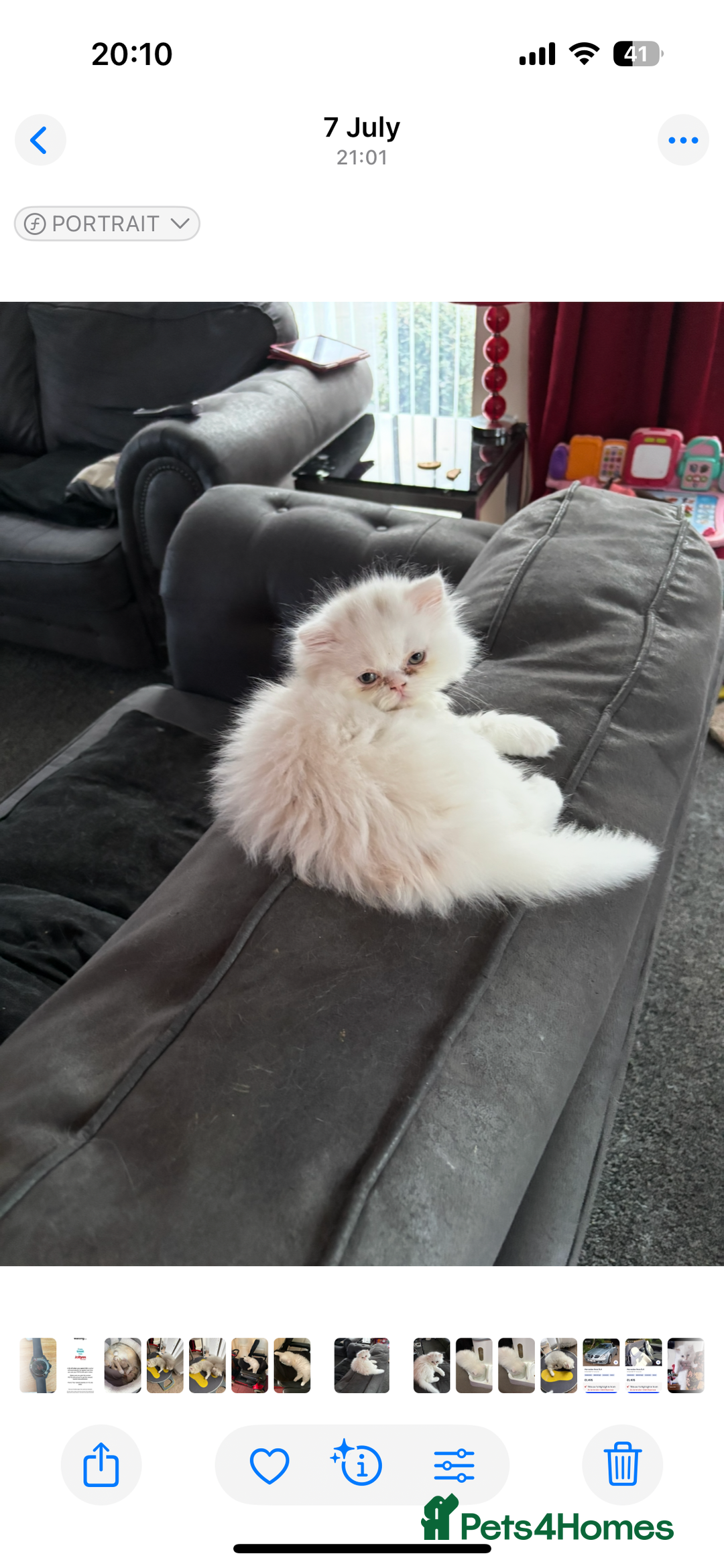 Persian cats for sale: 2 beautiful Persian/ ragdoll boys  - Image 4