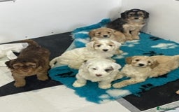 Miniature Poodle dogs for stud: HEALTH TESTED Kc Registered Miniature Poodle STUD in Doncaster - Image 25