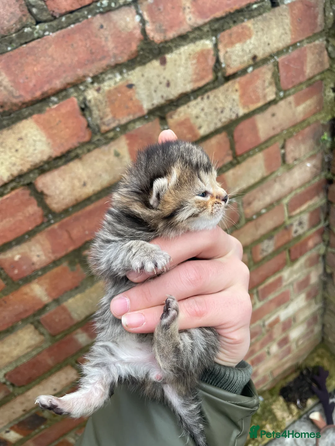 British Shorthair cats for sale: British Shorthair - Advert 5