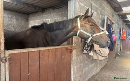 English Thoroughbred horses for sale: Lovely well put together 15.3 4yo Mare - Image 1