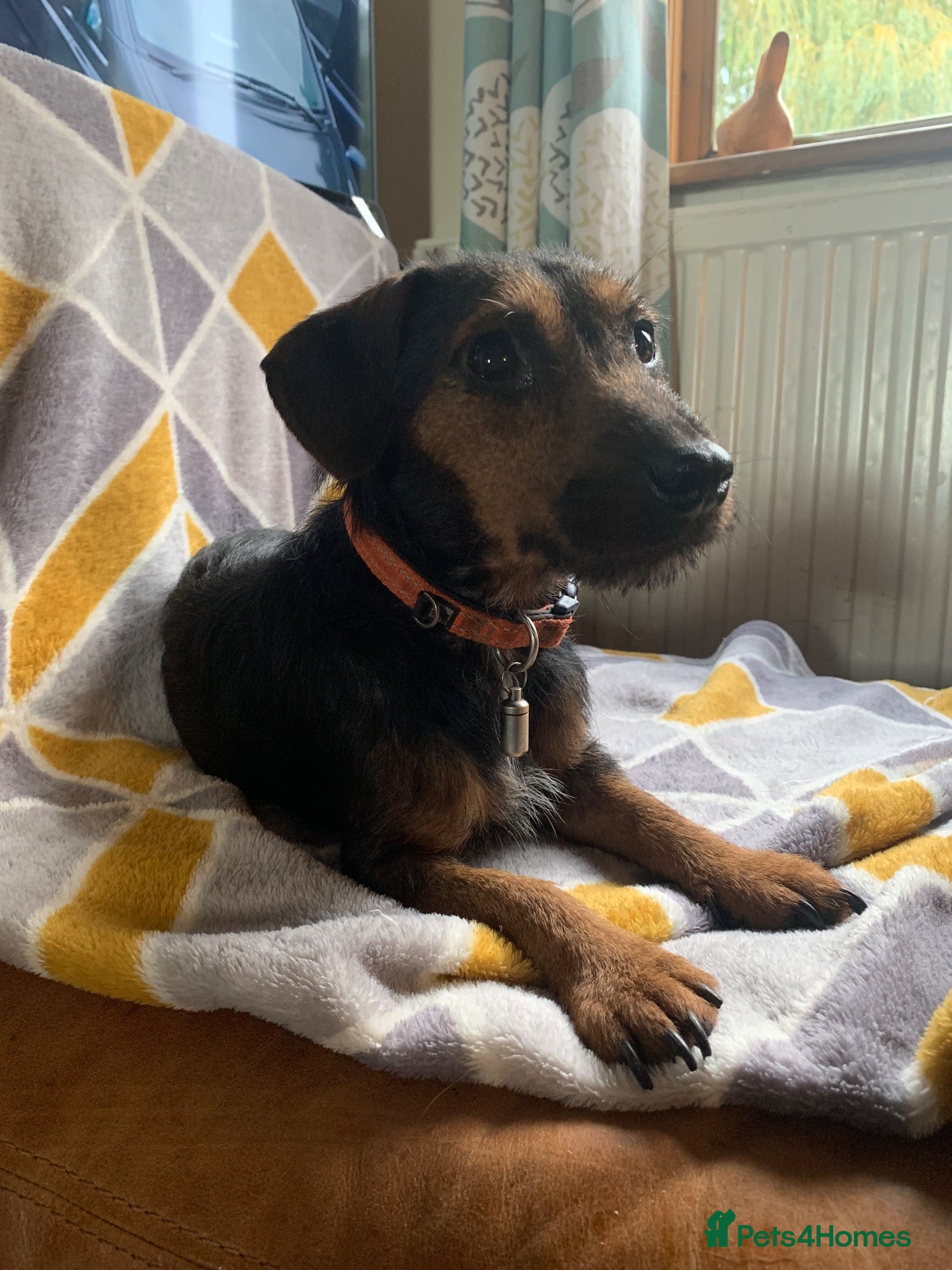 Jackshund dogs ❤️Loving Home Wanted For Our Lovely Daisy❤️ - Advert 1