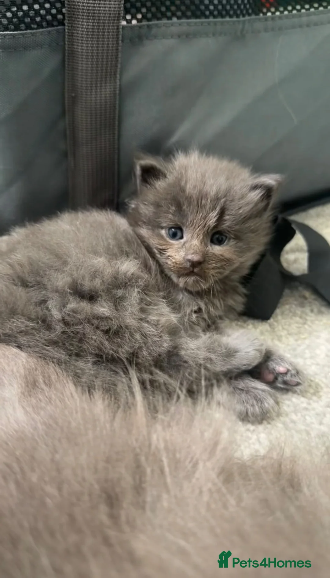 Maine Coon cats for sale: Maine Coon Kittens Russian & European Lines  - Advert 2