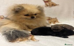 Pomeranian dogs for sale: Pure breed Pomeranians - Advert 1