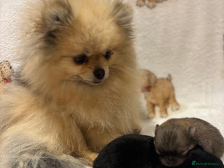 Pomeranian dogs Pure breed Pomeranians - Advert 6