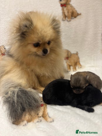 Pomeranian dogs Pure breed Pomeranians - Advert 3