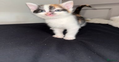 Mixed Breed cats - Advert 3