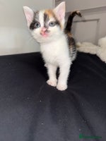 Mixed Breed cats - Advert 3