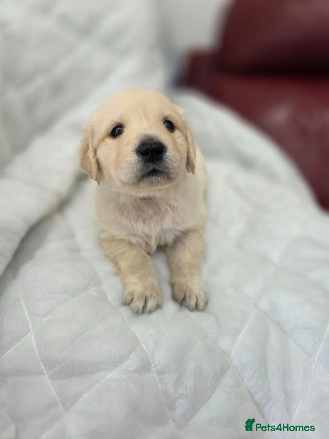 Golden Retriever dogs for sale: Golden retriever puppies in Cumnock - Advert 2