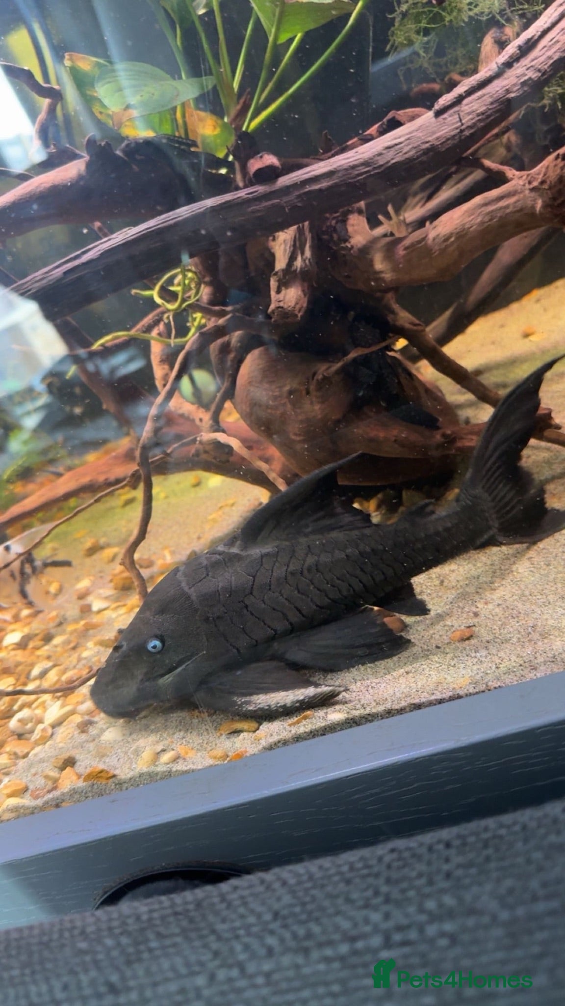 Cichlids fish Blue eyed plec - Advert 5