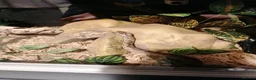 Snake reptiles for sale: Spotted Python - Advert 5