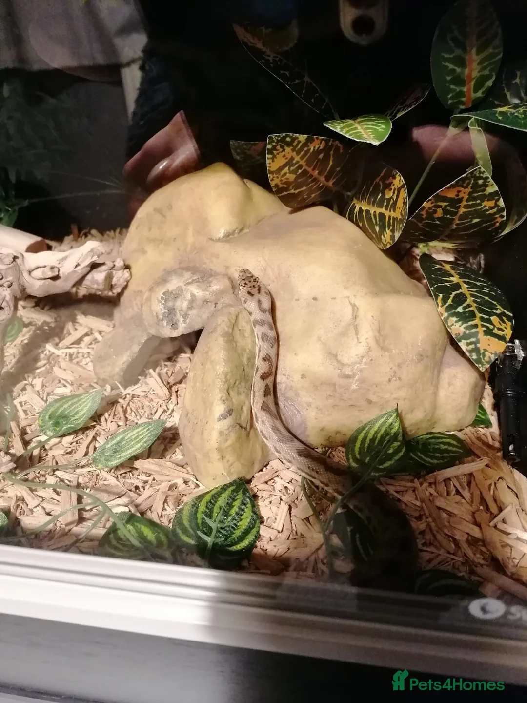 Snake reptiles for sale: Spotted Python - Advert 5