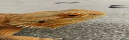 Bearded Dragon reptiles for sale: Bearded Dragon Female  in Cardiff - Advert 8