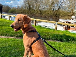 Goldendoodle dogs in Sandbach - Advert 23