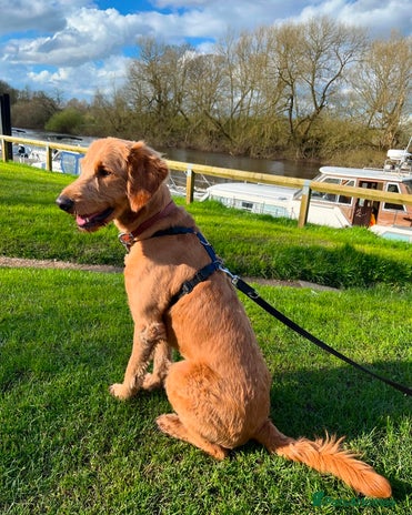 Goldendoodle dogs in Sandbach - Advert 1