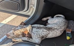 Mixed Breed dogs for sale: Beautiful girl, staff cross boxer - Image 6