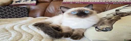 Ragdoll cats for sale: Fully Vaccinated, Microchipped, Insured Ready Now  - Advert 6