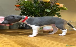 Whippet dogs for sale: 💙 Whippet Puppies – Beautiful Blue Litter 💙 - Image 7