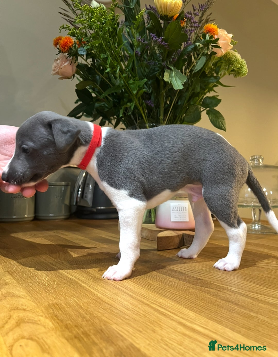 Whippet dogs for sale: 💙 Whippet Puppies – Beautiful Blue Litter 💙 - Image 7