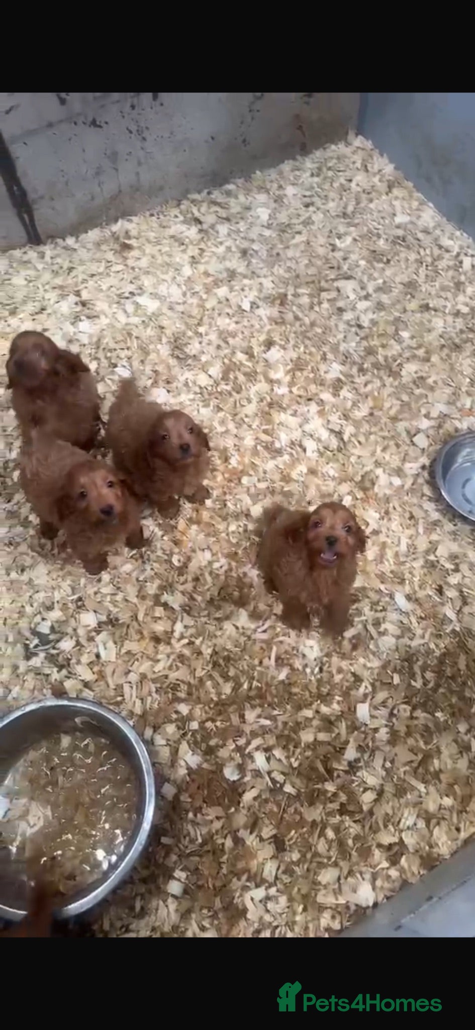 Cockapoo dogs Cockapoo pups - Advert 2