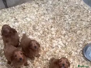 Cockapoo dogs Cockapoo pups - Advert 1