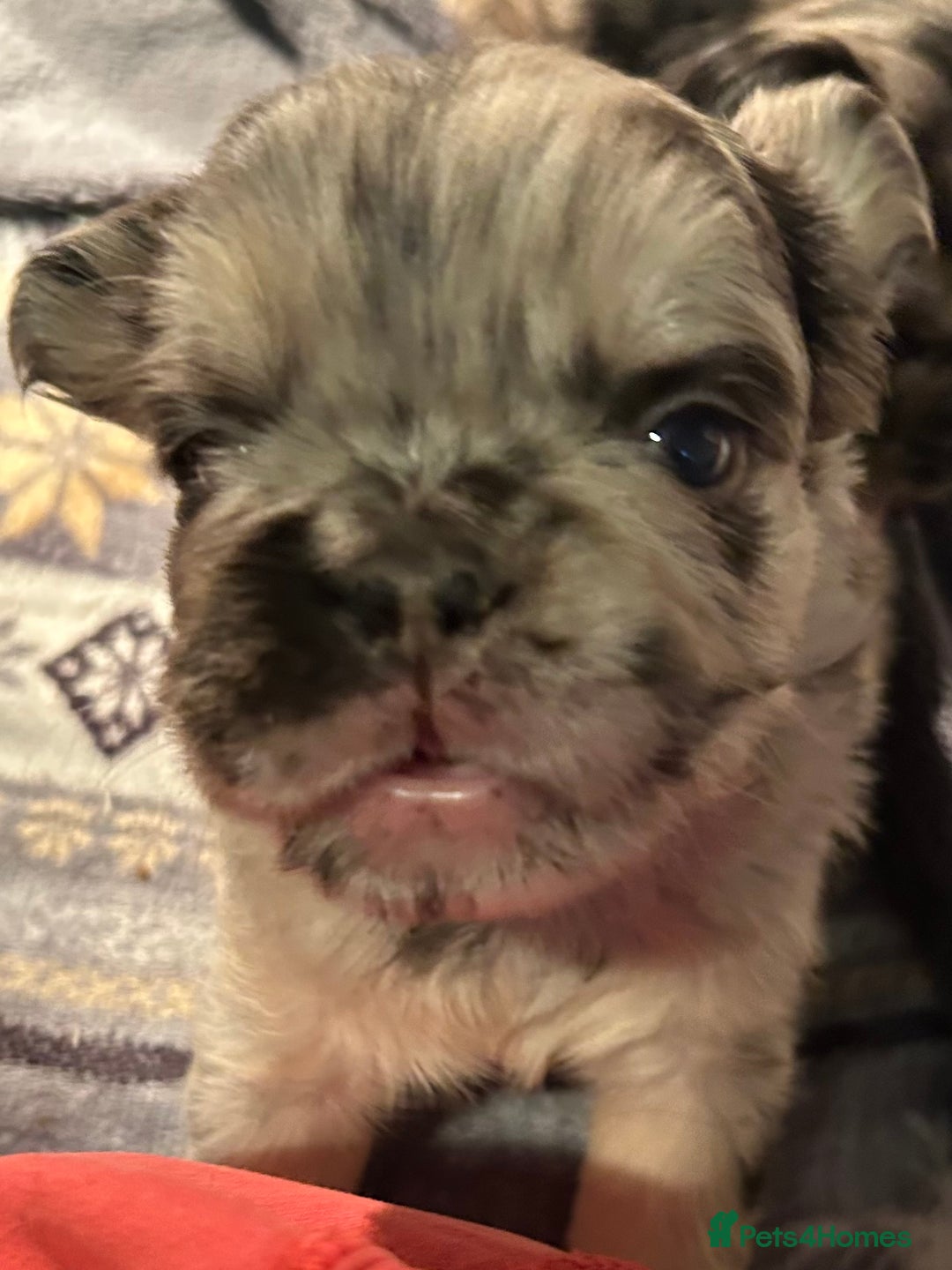 French Bulldog dogs for sale: 🐾🔥 Fluffy French bulldogs 🔥🐾 - Advert 5