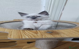 Ragdoll cats for sale: Cute Ragdoll Kittens for Sale - Image 2