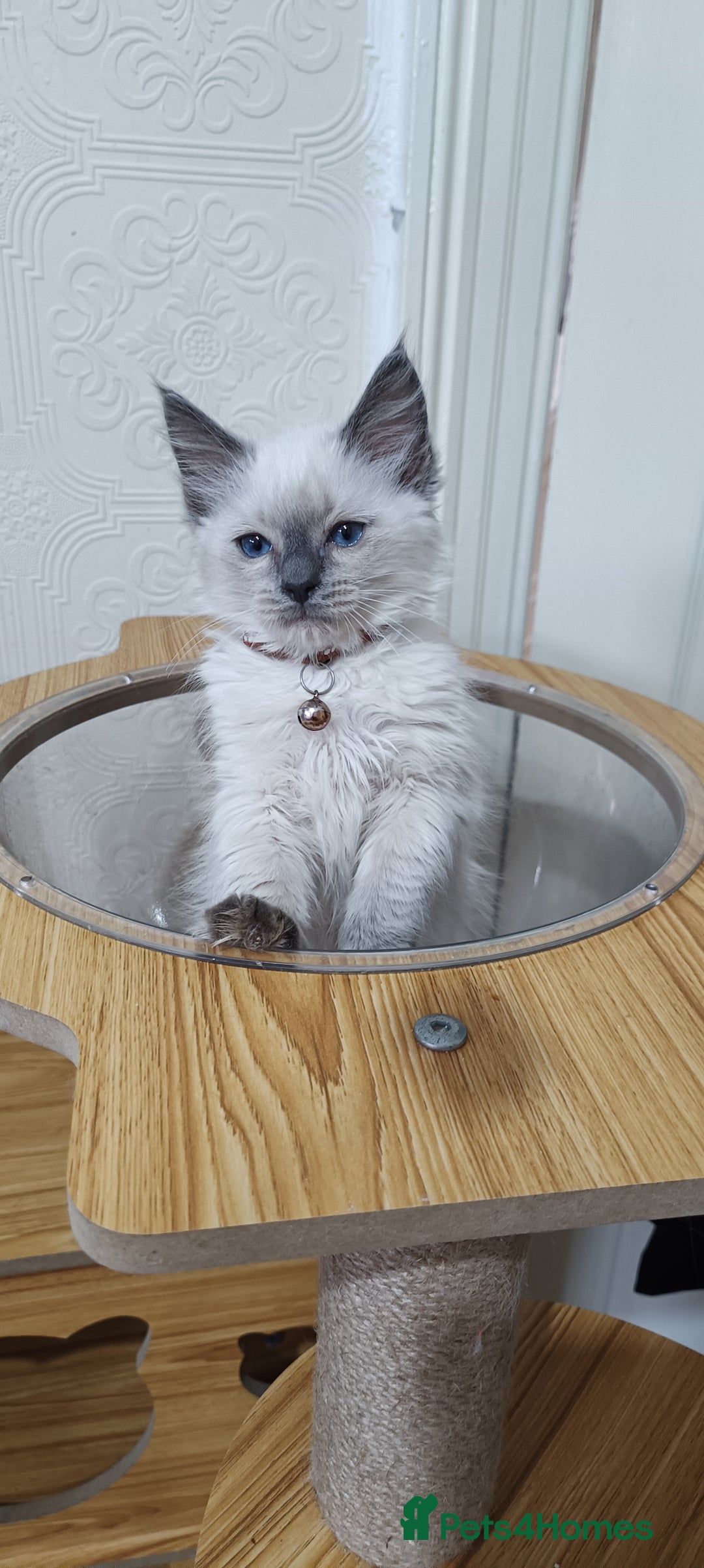 Ragdoll cats for sale: Cute Ragdoll Kittens for Sale - Image 2