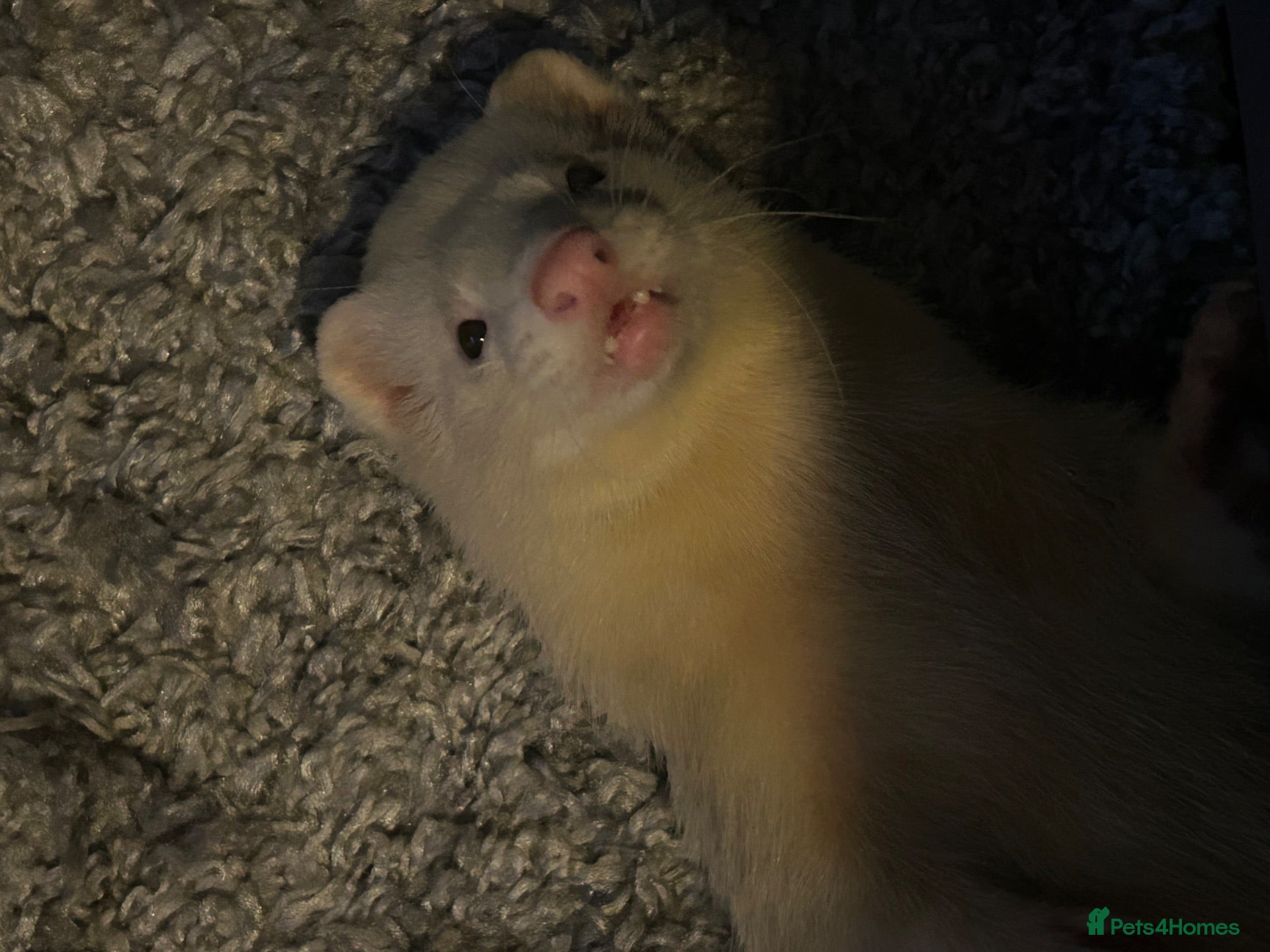 Ferret rodents for sale: Ferret | Male  - Advert 2