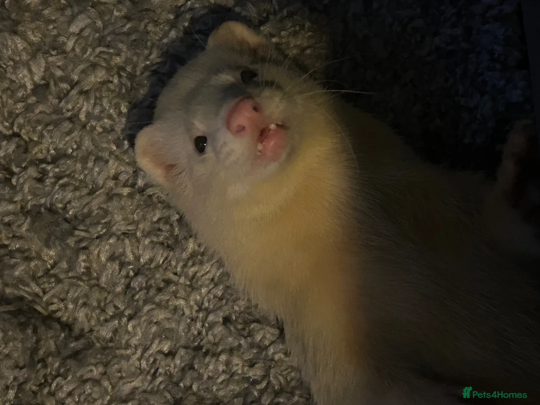 Ferret rodents for sale: Ferret | Male  - Advert 1