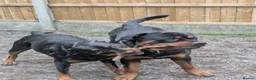 Rottweiler dogs for sale: Rottweiler puppies  in Saint Helens - Advert 2