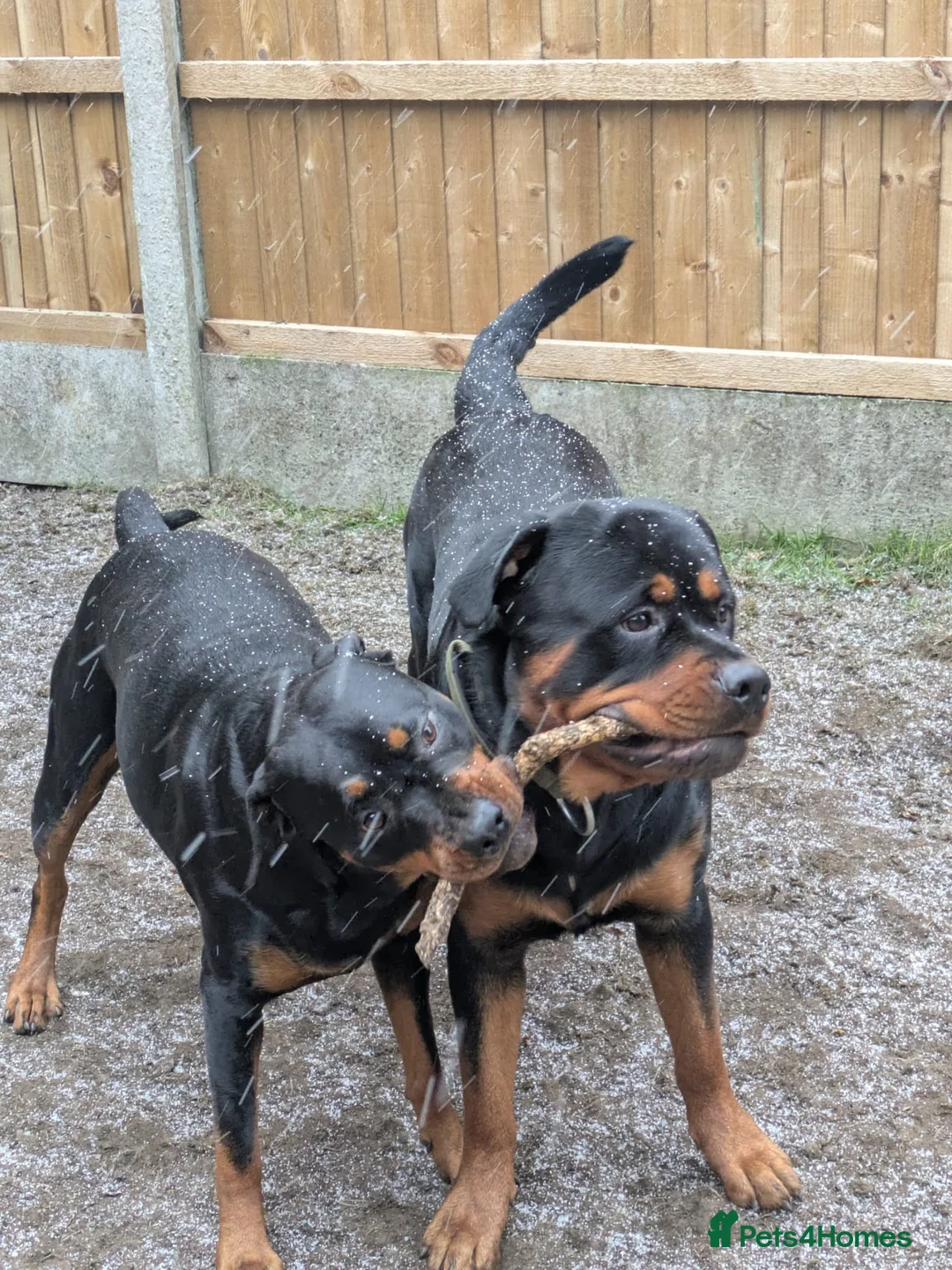 Rottweiler dogs for sale: Rottweiler puppies  in Saint Helens - Advert 2